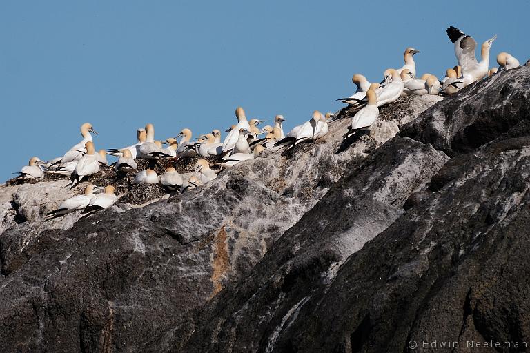 ENE-20090430-0163.jpg - [nl] Jan-van-genten ( Morus bassanus ) | Lofoten, Noorwegen[en] Northern Gannets ( Morus bassanus ) | Lofoten, Norway